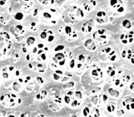 Regenerovaná celulóza